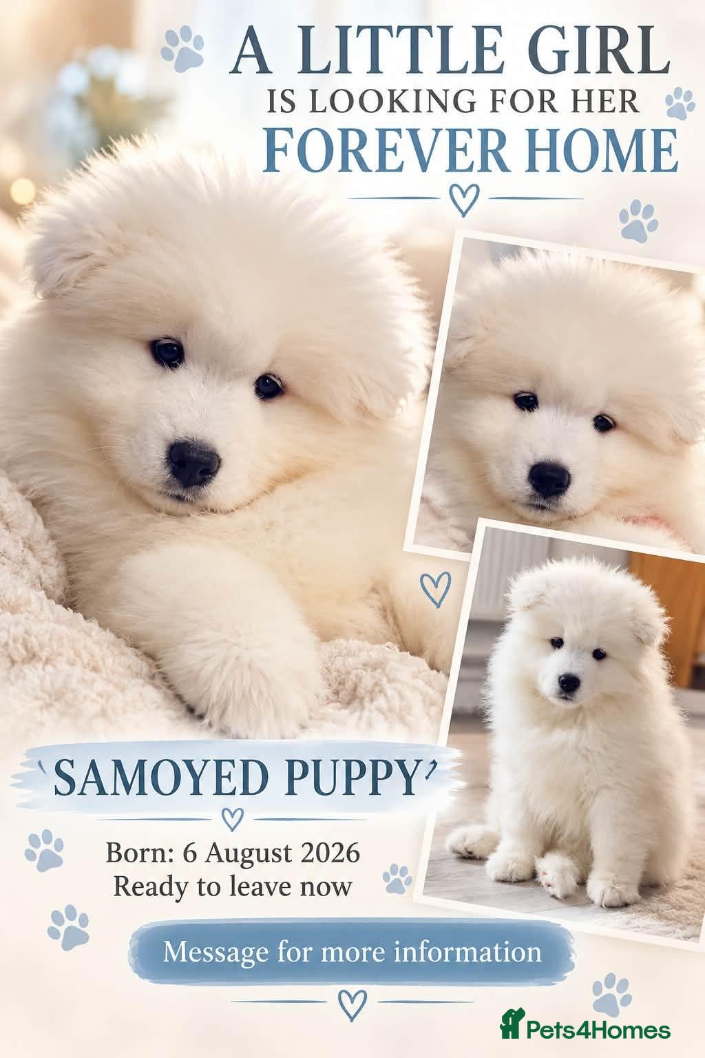 Samoyed dogs 2 girls puppy - Advert 2