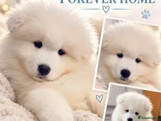 Samoyed dogs 2 girls puppy - Advert 2