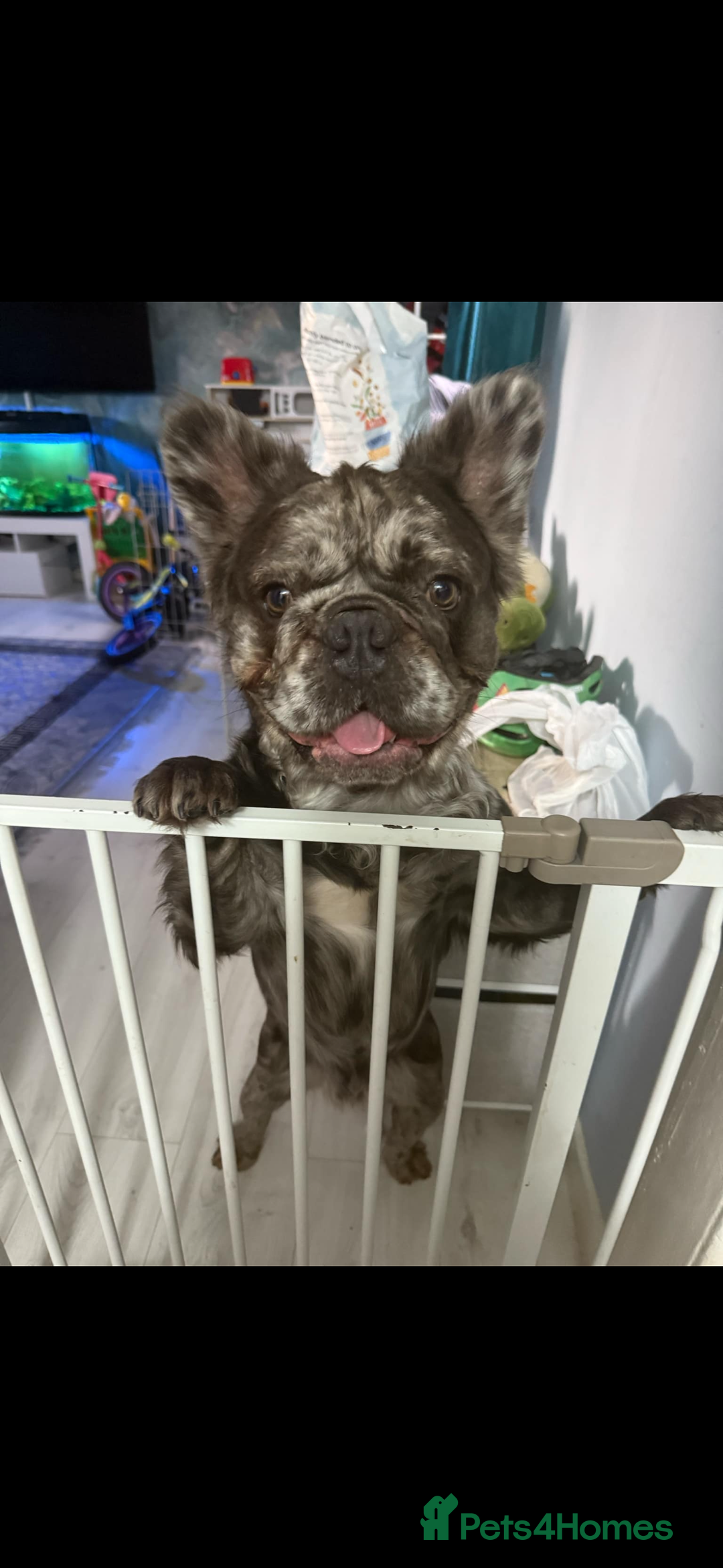 French Bulldog dogs for stud: Rare silver marble fluffy French bulldog - Image 1