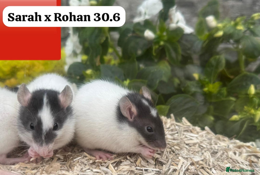 Rat rodents for sale: Baby and young rats ready now. Sheffield - Image 33