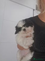Shih Tzu dogs Imperial Shih Tzu Ready to leave - Advert 6