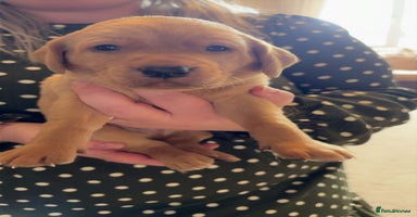 Labrador Retriever dogs - Advert 5