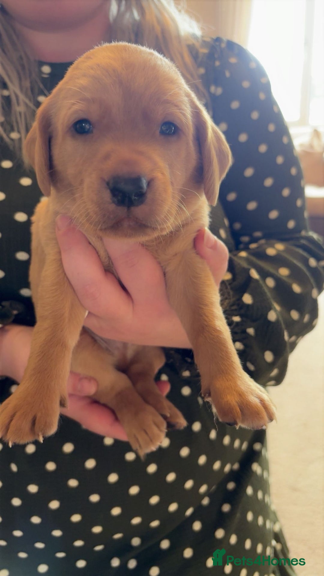 Labrador Retriever dogs for sale: Fox red KC reg labrador puppies - Image 2