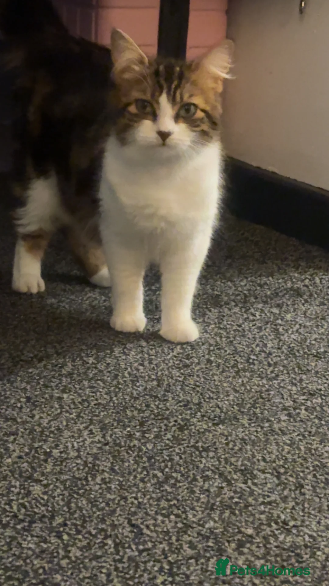 Mixed Breed cats for sale: 3 female kittens in Lockerbie - Advert 1