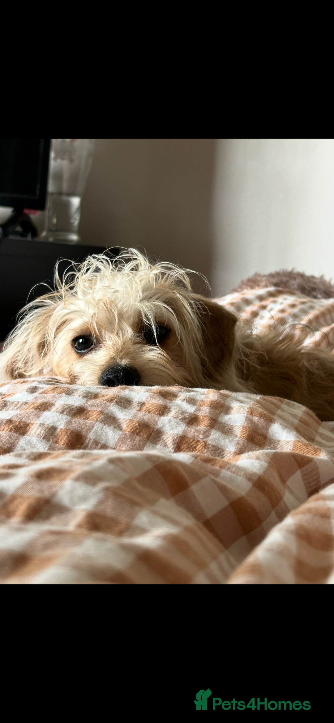 Doxiepoo dogs for sale: Jasper - 12 Months Dachshund/Poodle Mix  - Advert 4