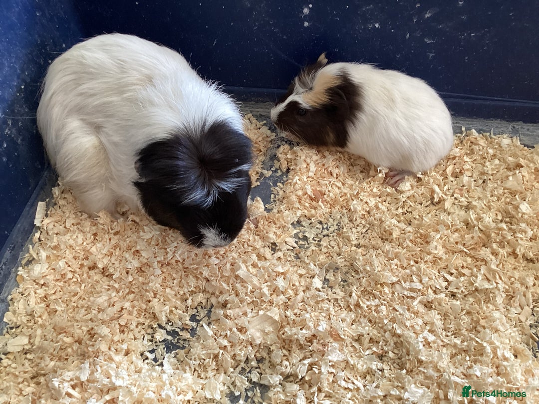 Guinea Pig rodents for sale: Female Guinea pigs for sale - Image 3
