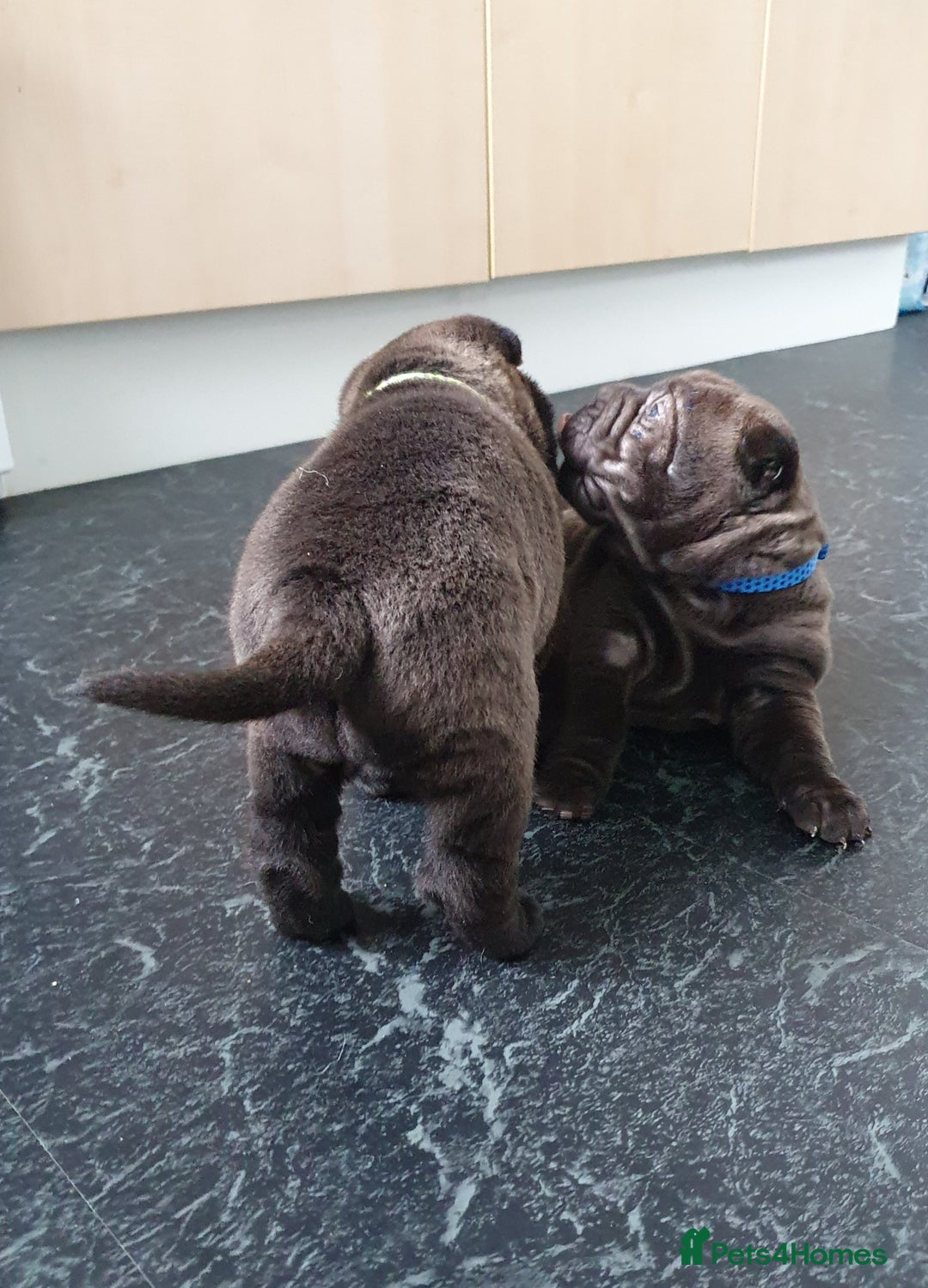 Shar Pei dogs for sale: Stunning KC Registered Shar Pei puppies - Advert 13