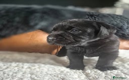 Labrador Retriever dogs for sale: High Quality Black Labrador Puppies - Image 5