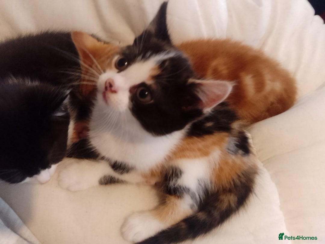 Mixed Breed cats for sale: All 4 of litter girls.Socialised. - Image 5