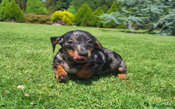 Miniature Dachshund dogs for sale: Adorable Miniature Dachshund Pups Ready to Leave! - Image 11
