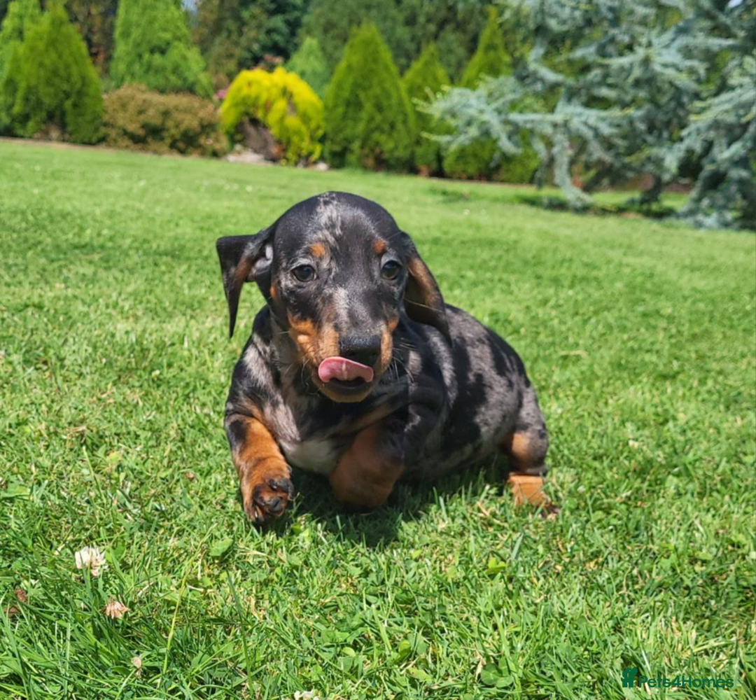 Miniature Dachshund dogs for sale: Adorable Miniature Dachshund Pups Ready to Leave! - Image 11