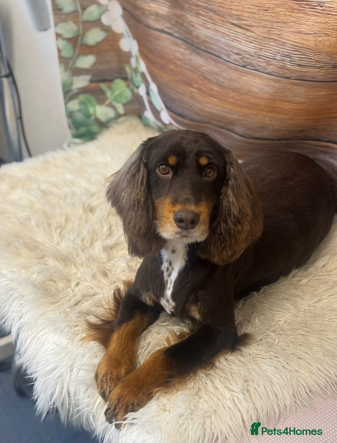 Cocker Spaniel dogs REDUCED-Stunning KC Working Cocker Spanial pups - Advert 2