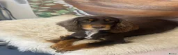 Cocker Spaniel dogs for sale: Stunning KC registered Working Cocker Spanial pups - Advert 4