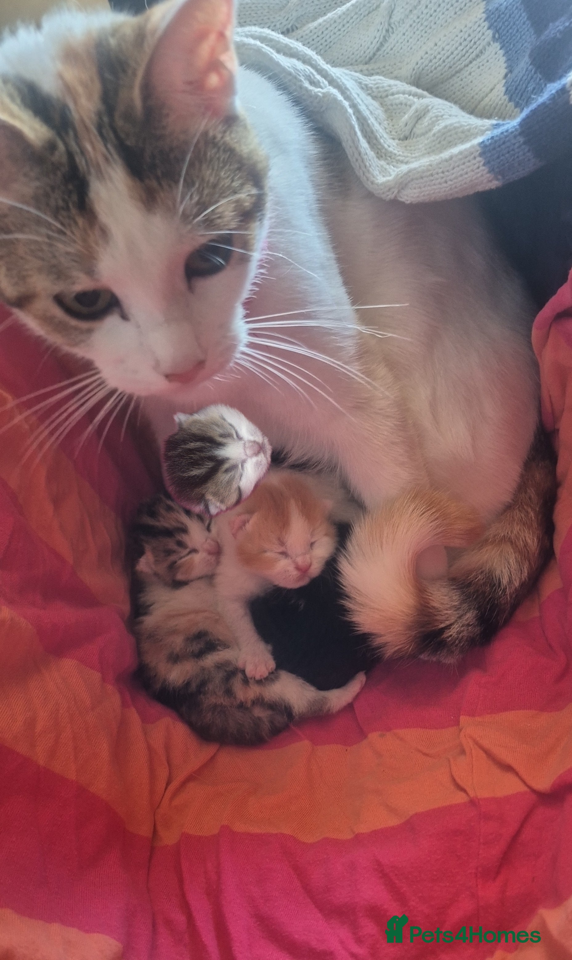 Mixed Breed cats British short hair mix kittens. - Advert 10