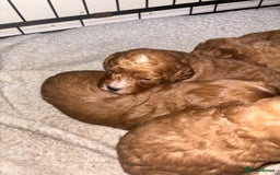 Poochon dogs for sale: Beautiful pups looking for their forever home  - Image 9