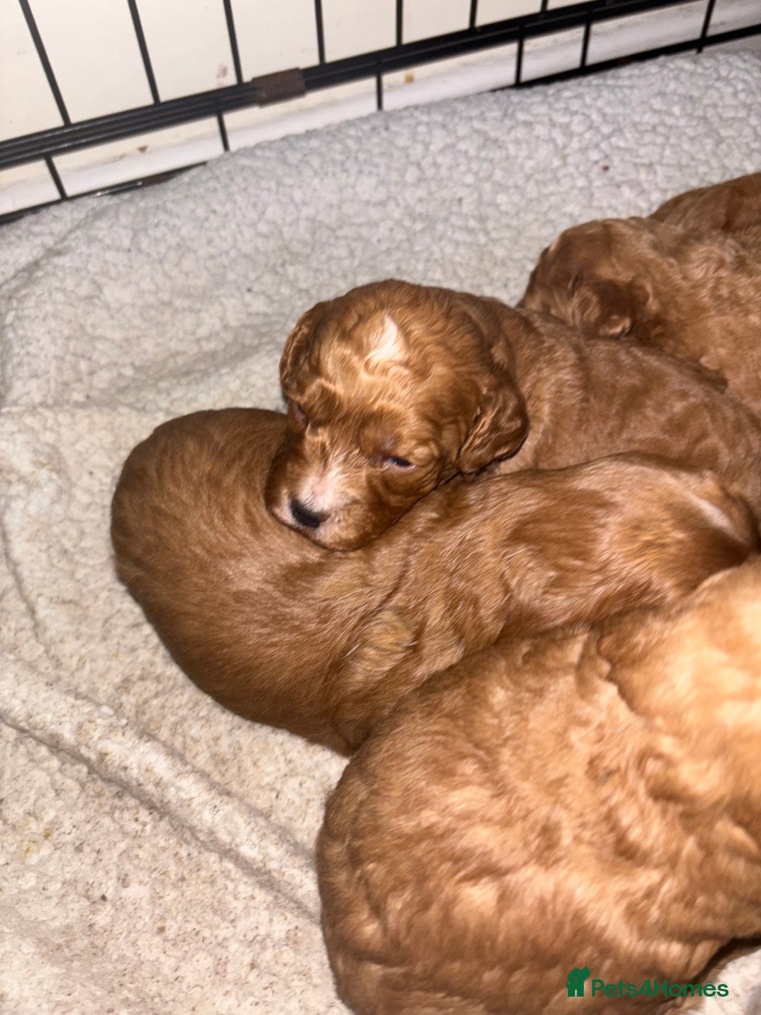 Poochon dogs for sale: Beautiful pups looking for their forever home  - Image 9