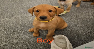 Labrador Retriever dogs - Advert 2