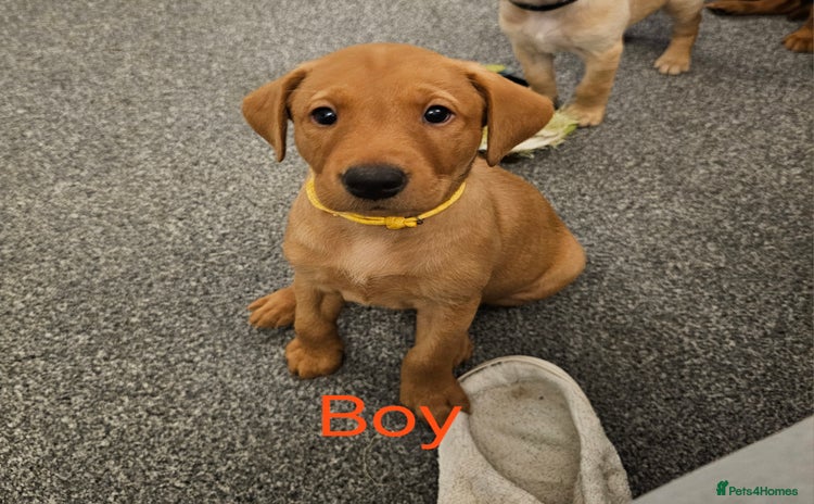 Labrador Retriever dogs - Advert 3