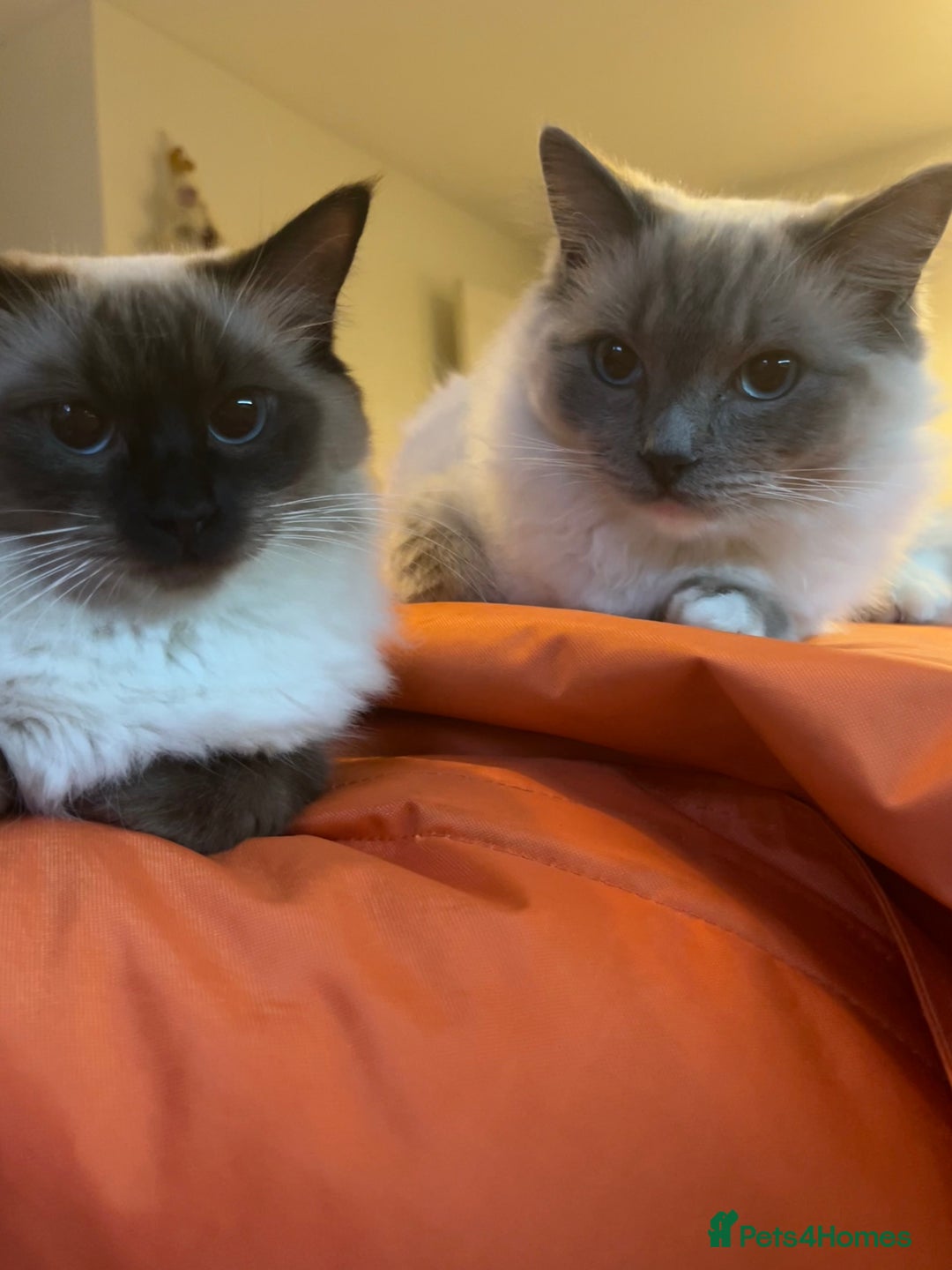 Ragdoll cats for sale: Ragdoll kitten ready to go  - Image 4