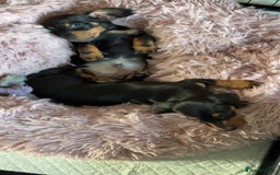 Miniature Dachshund dogs for sale: Male Miniature Dashshund pup for sale  - Image 3
