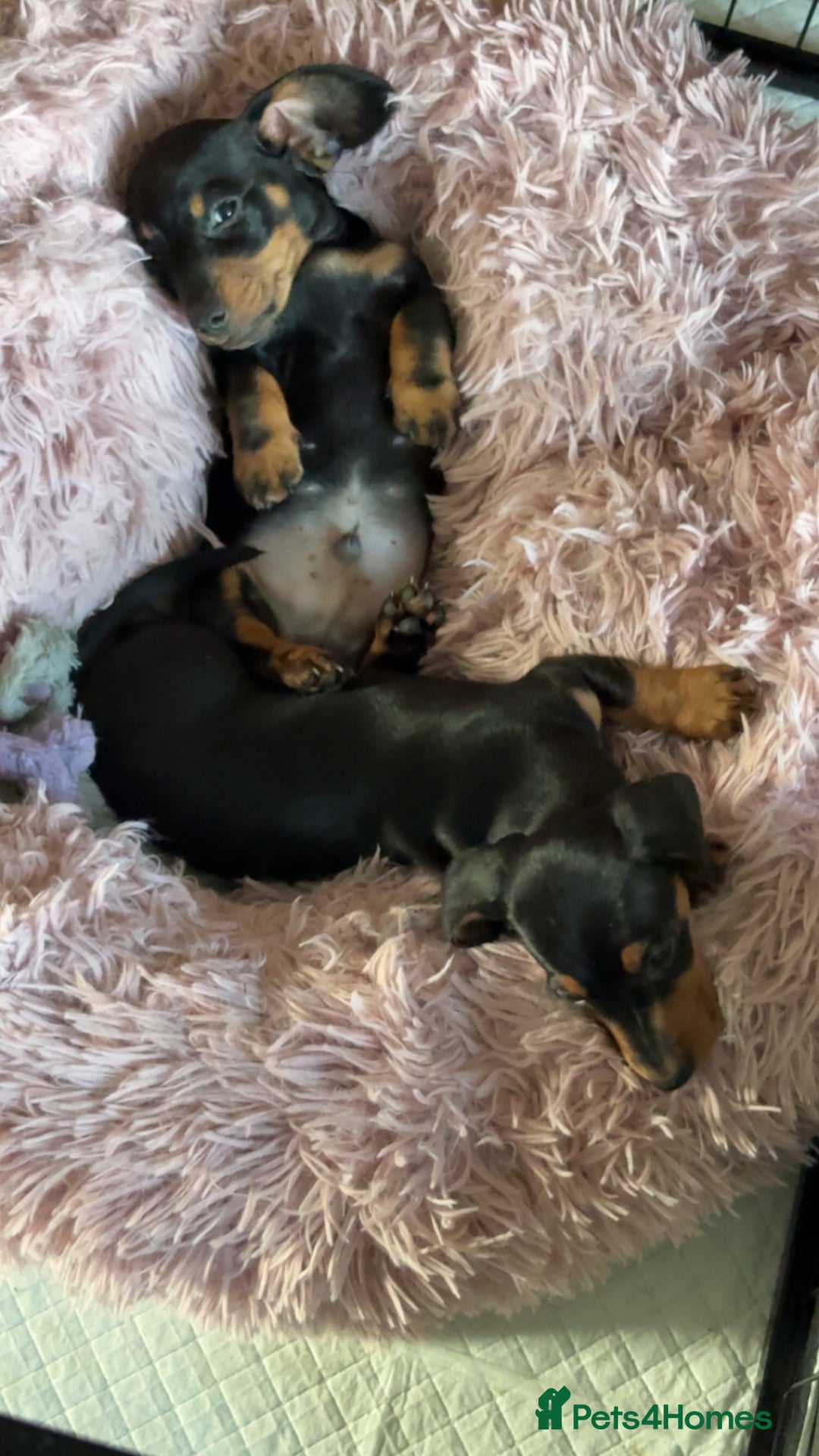 Miniature Dachshund dogs for sale: Male Miniature Dashshund pup for sale  - Image 3