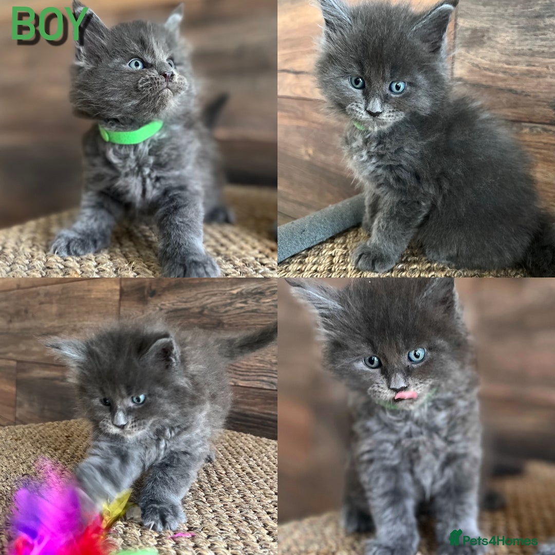 Maine Coon cats for sale: First Litter 6 Pure Maine Coon Kittens - Image 6