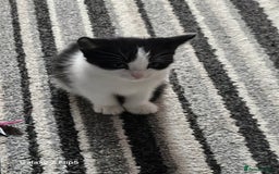 Mixed Breed cats for sale: Fluffy black and white. - Image 9