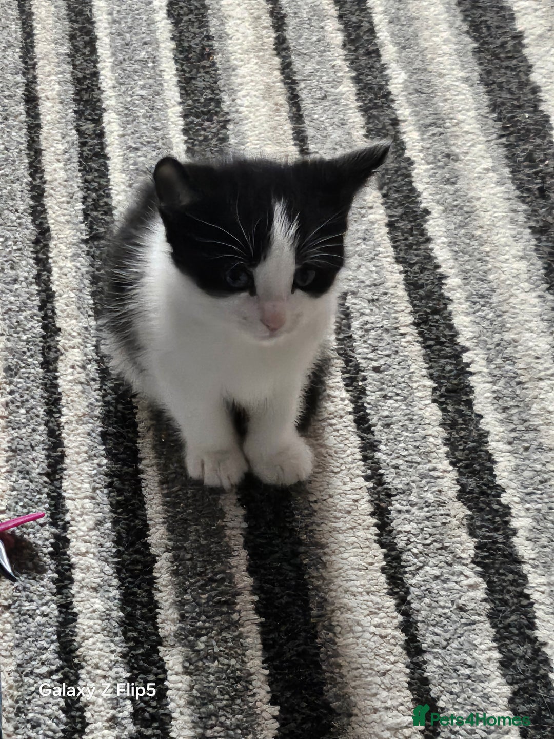 Mixed Breed cats for sale: Fluffy black and white. - Image 9