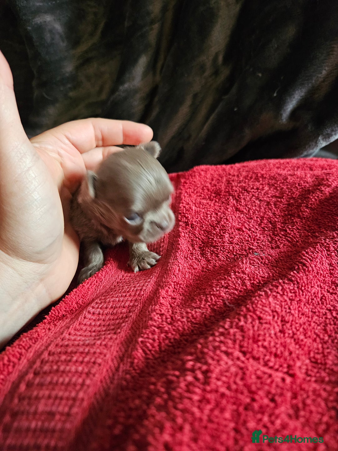 Chihuahua dogs for sale: Kc lilac small chihuahua  - Image 21