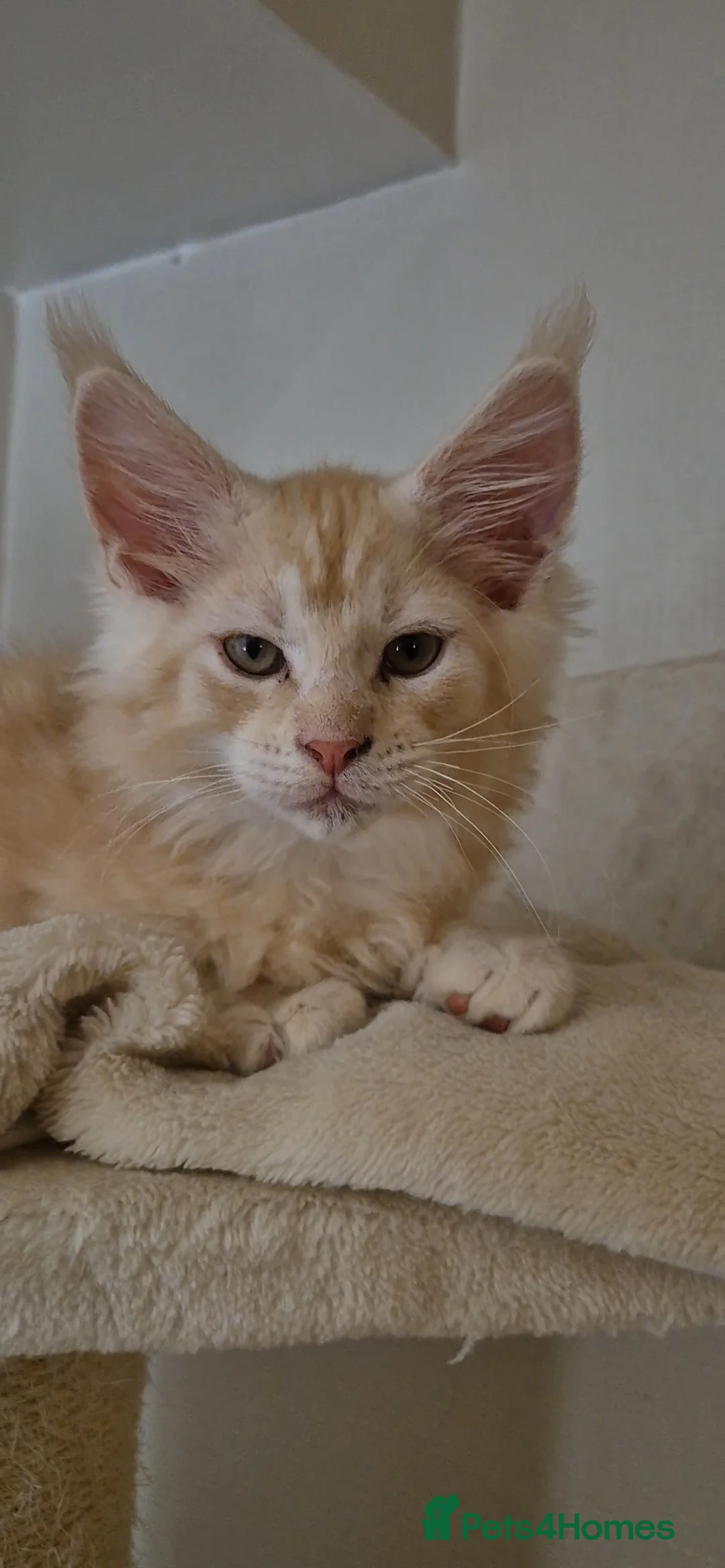 Maine Coon cats for sale: Beautiful Maine Coon boys . - Advert 33