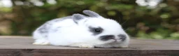 Angora rabbits for sale:     Beautiful Baby Angora Cross Rabbits - Advert 9