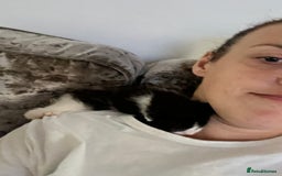 Mixed Breed cats for sale: Lil girl looking for her forever home - Image 11