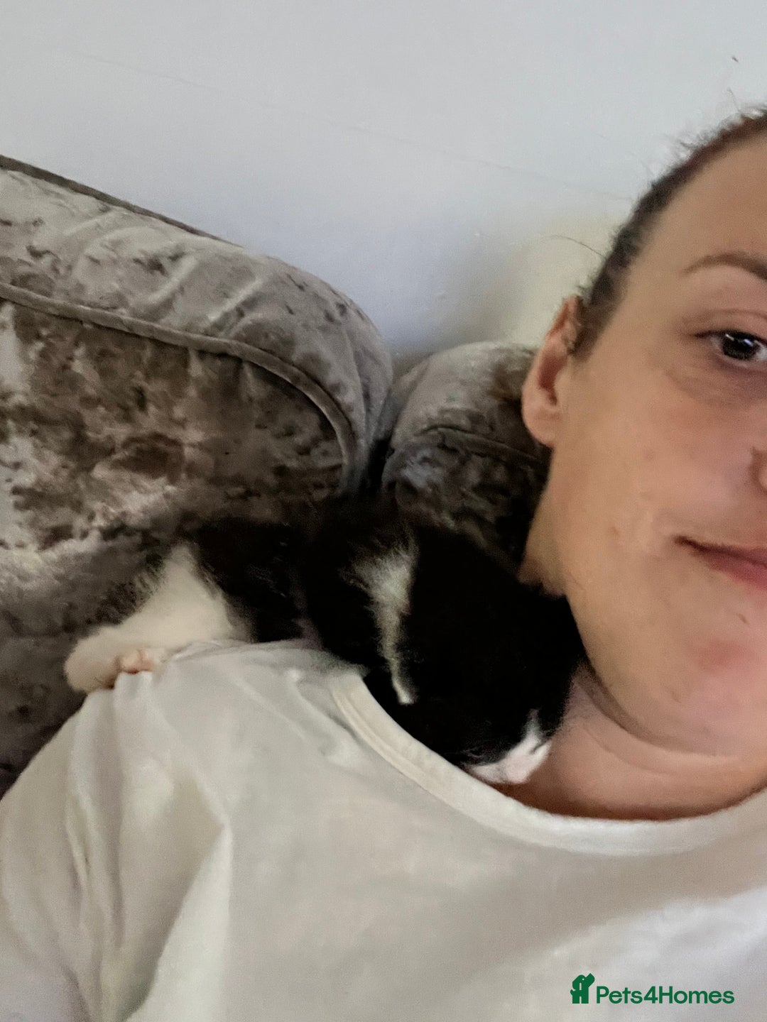 Mixed Breed cats for sale: Lil girl looking for her forever home - Image 11