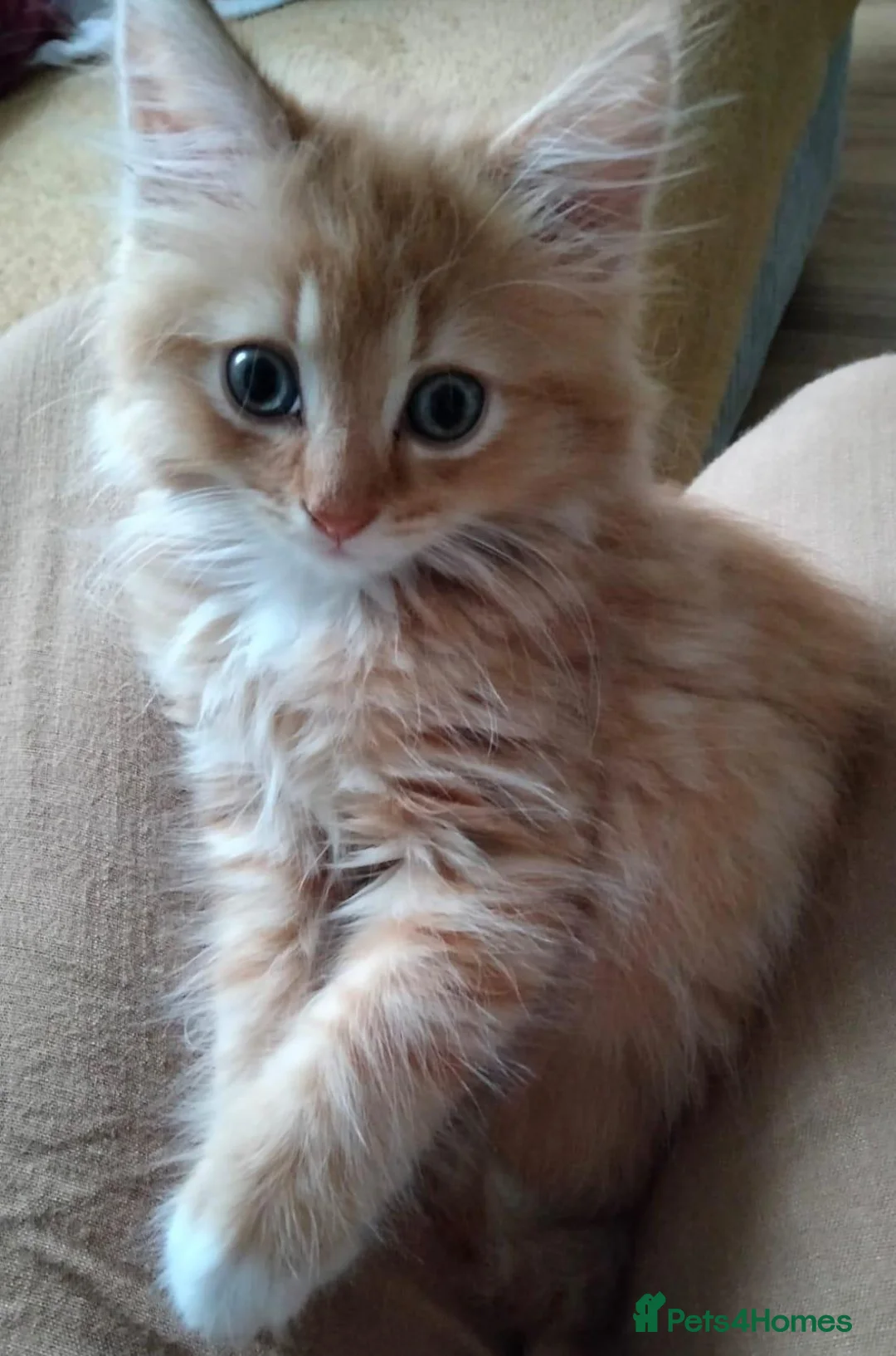 Mixed Breed cats for sale: Fluffy Ginger Boy - Advert 1