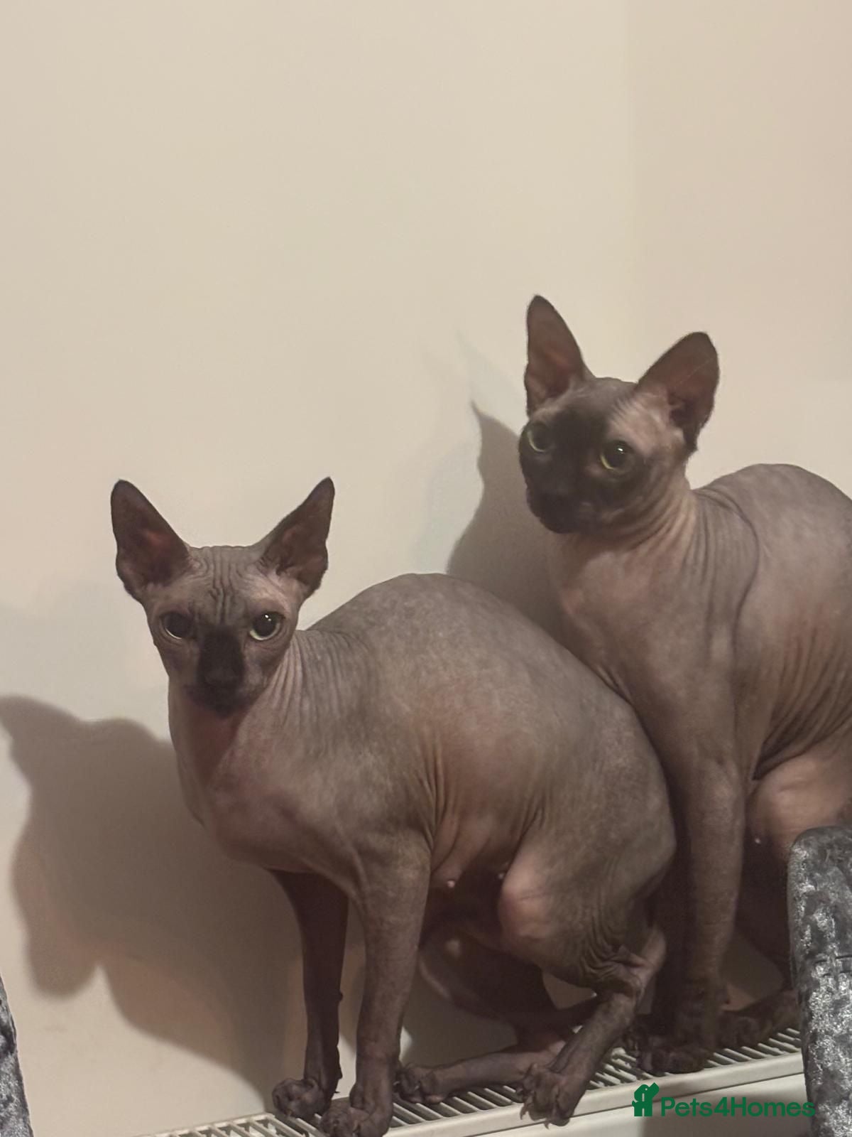 Sphynx cats 🐾 Beautiful Sphynx Kittens for Sale 🐾 - Advert 1