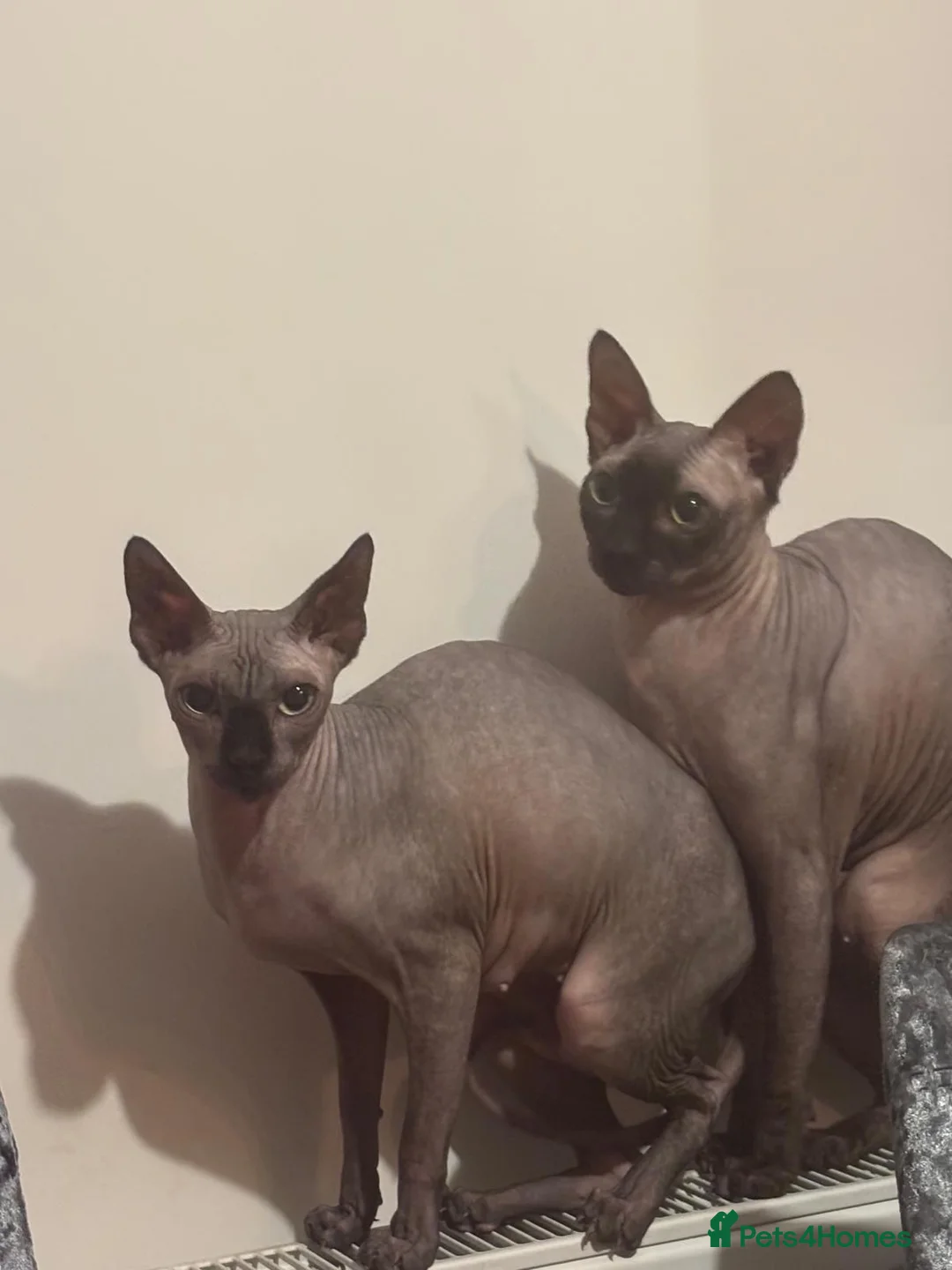 Sphynx cats for sale: 🐾 Beautiful Sphynx Kittens for Sale 🐾 - Advert 1