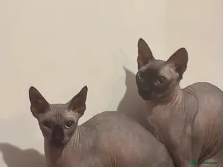 Sphynx cats 🐾 Beautiful Sphynx Kittens for Sale 🐾 - Advert 1
