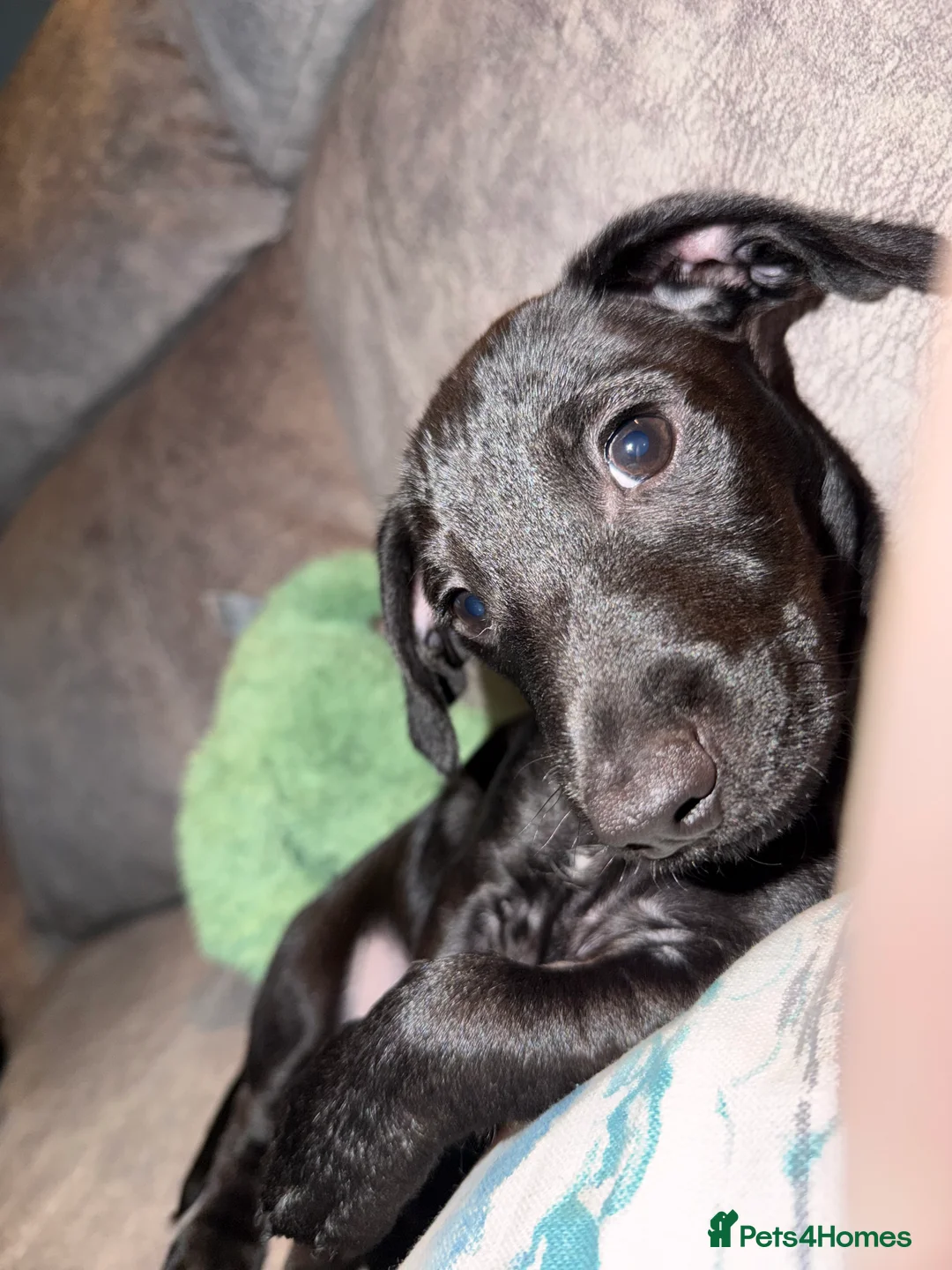 Dachshund dogs for sale: Lovely Wilson a male dachshund - Advert 2