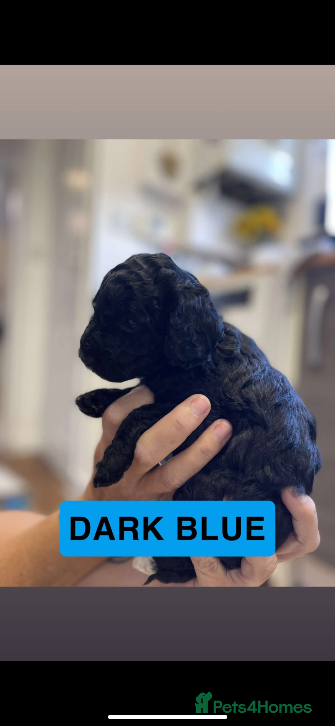 Cockapoo dogs for sale: 🐶ADORABLE F1B COCKAPOOS🐶  - Image 18