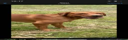 Labrador Retriever dogs for stud: Lovely Fox Red Lab for stud 🧡 - Advert 7