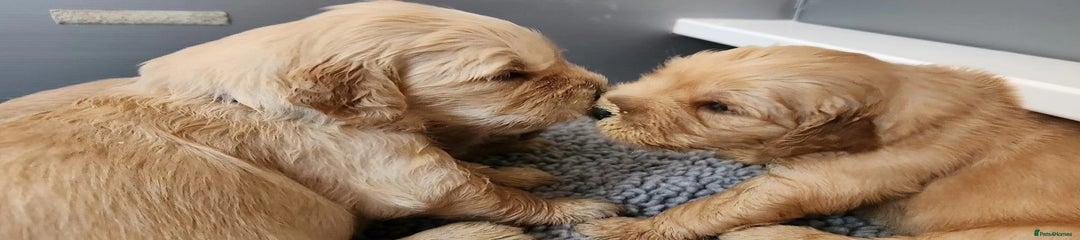 Golden Retriever Puppy 1