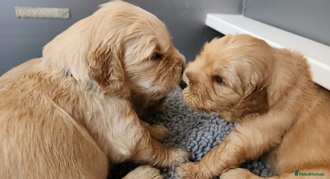 Golden Retriever dogs for sale: Meet our outstanding litter of Retriever puppies! - Advert 2
