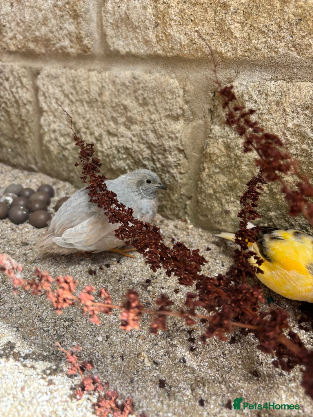 Quail poultry for sale: Male Chinese Painted (button) quail in Malmesbury - Advert 5
