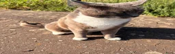 Mixed Breed cats for sale: litter of 5 british short hair mix domestic short  - Advert 18