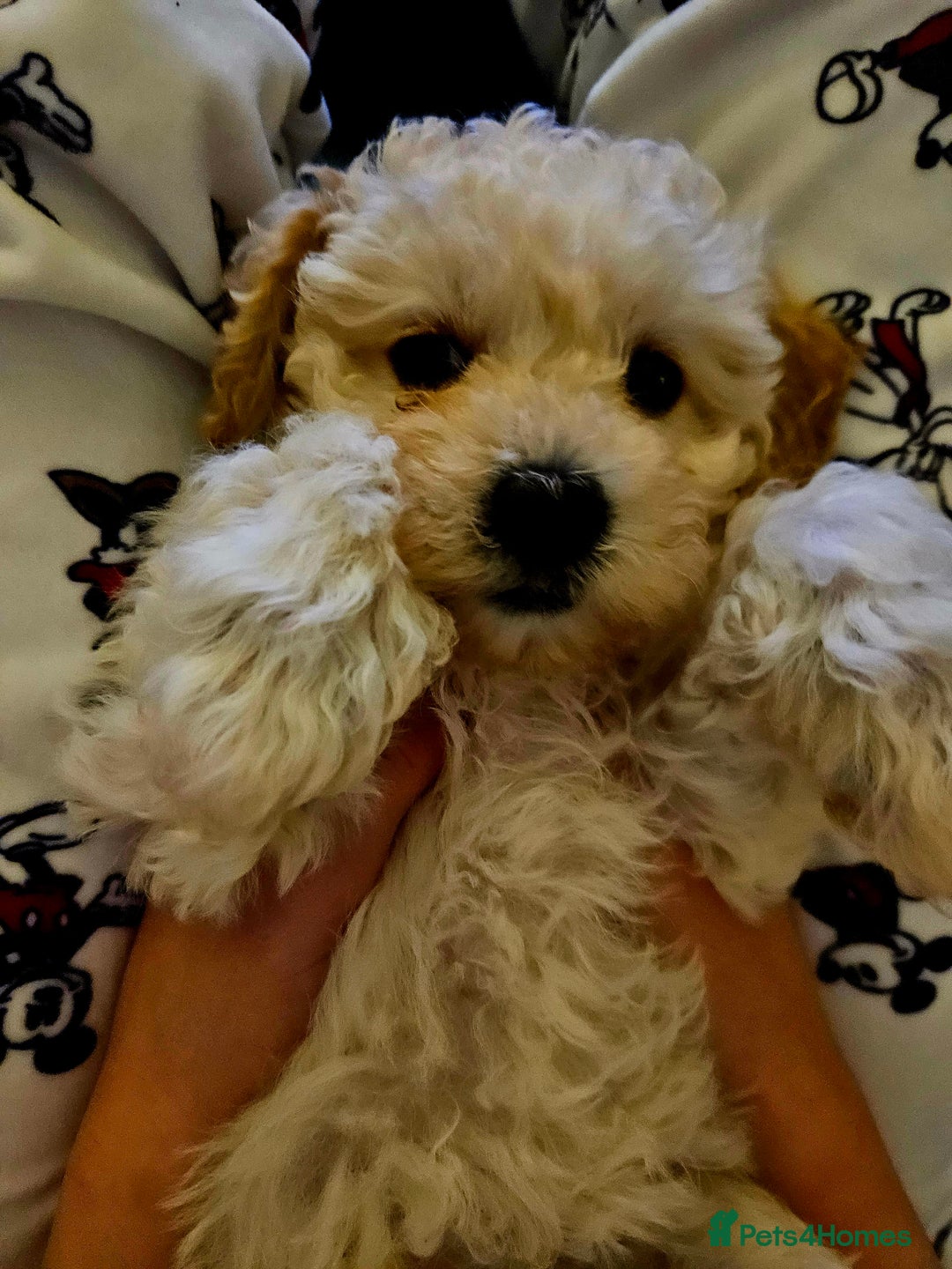 Poochon dogs for sale: 1 girl left!! Poochon pups ready to leave. - Advert 19