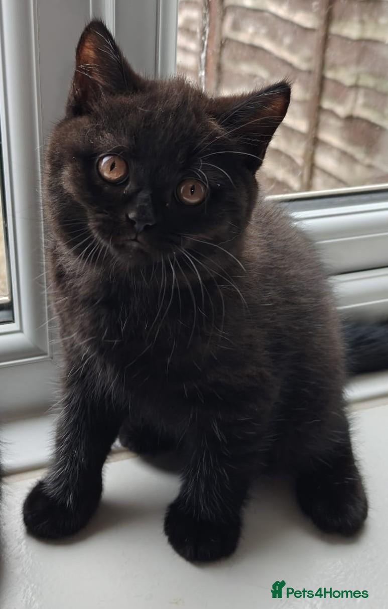 British Shorthair cats Beautiful Black BSH Kittens £995 GCCF ready 18/9 - Advert 2
