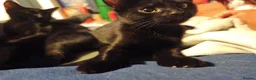 Bombay cats for sale: 2 male black kittens  - Advert 3