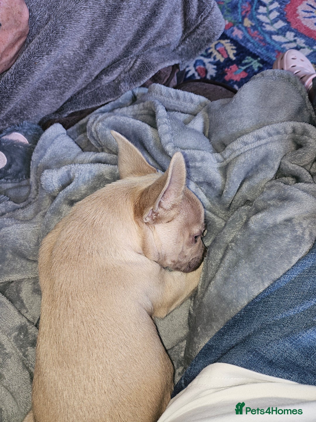 Chug dogs for sale: Female chug - Image 7