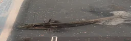 Axolotl reptiles for sale: Beautiful clutch of baby hypo Axolotls  - Advert 19