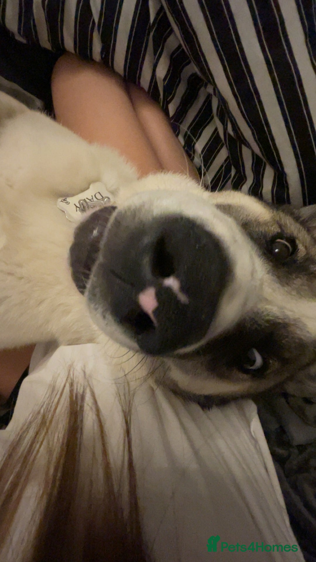 Akita dogs for sale: Rehoming Daisy Open To Offers  in Belvedere - Image 8